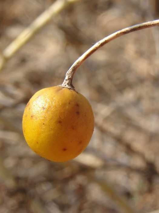 Solanum sp Cagliari 201710 (4).jpg