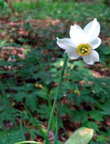 01 - Narcissus poeticus.jpg