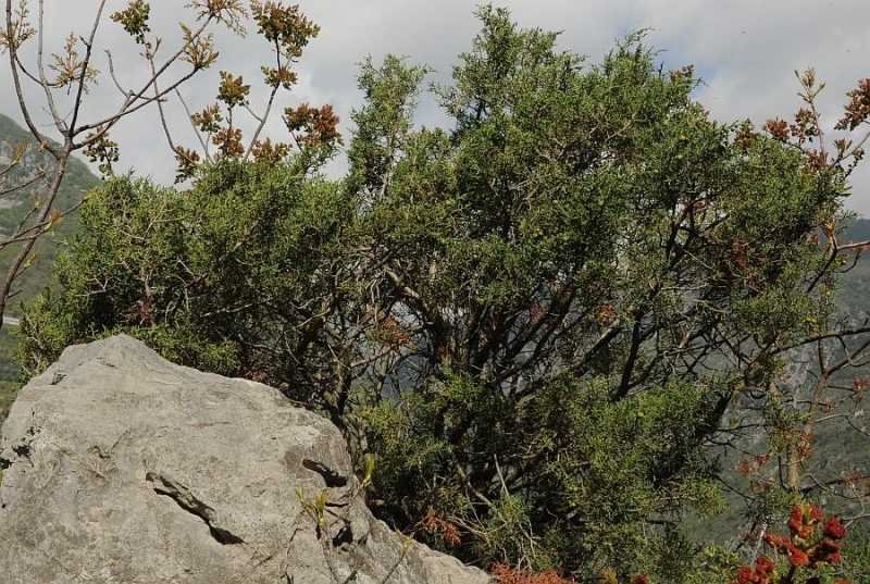 Juniperus phoenicea25 airole mag 2013.jpg