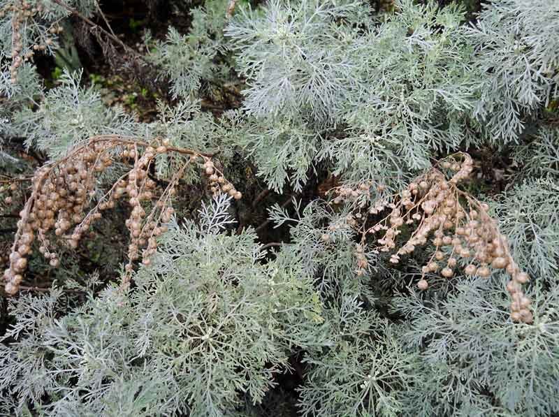 Artemisia-arborescens-(Vail.jpg