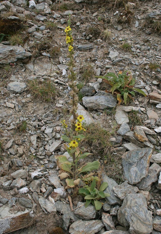 Verbascum conocarpum Moris subsp. conocarpum