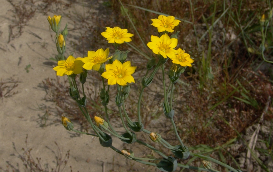 Blackstonia perfoliata (L.) Hudson - Centauro giallo .jpg