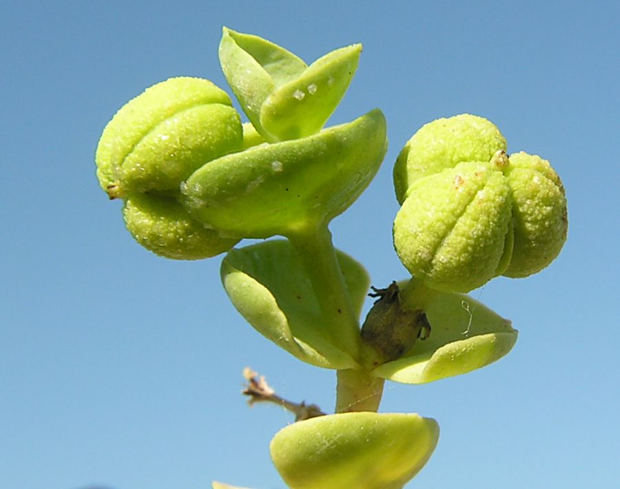 Euphorbia_paralias1 .JPG