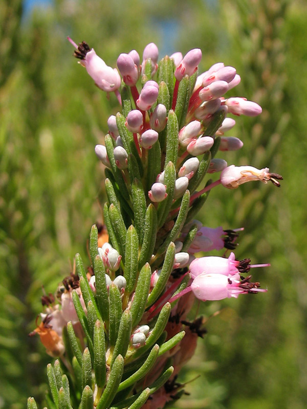 erica-multiflora-2.jpg