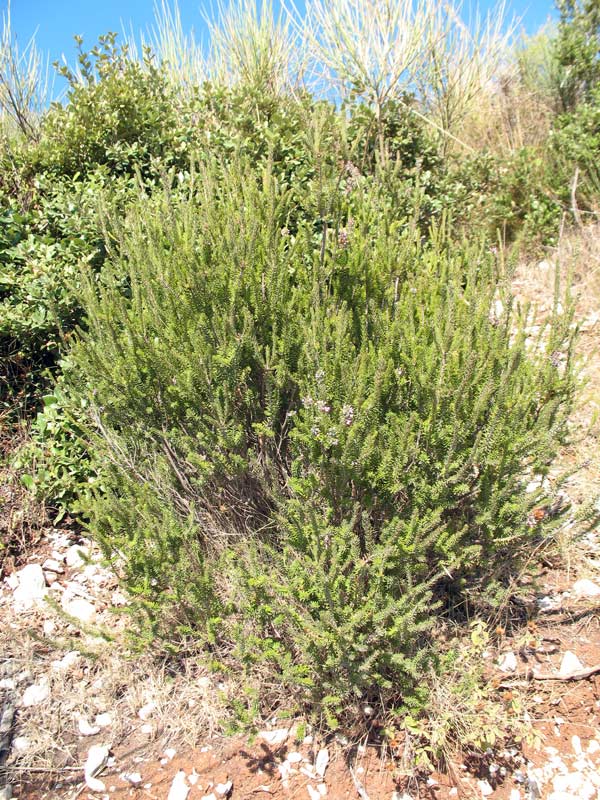 erica-multiflora-6.jpg