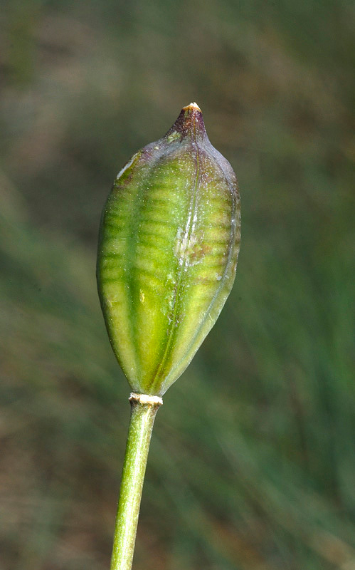 Tulipa_australis_1.jpg