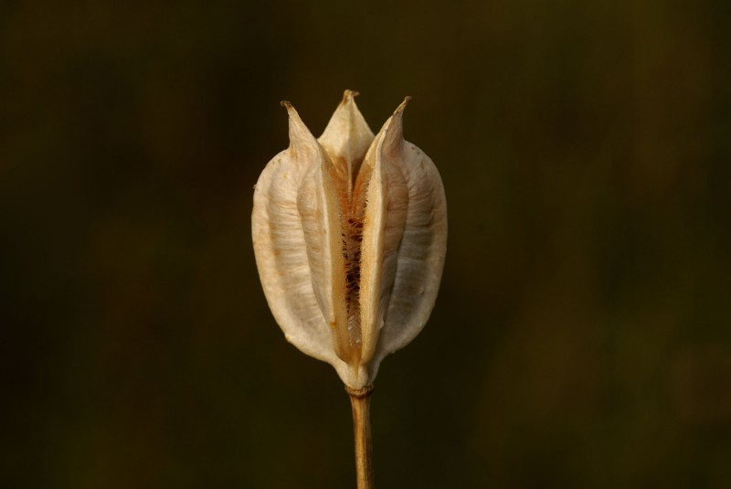 Tulipa australis Link - capsula