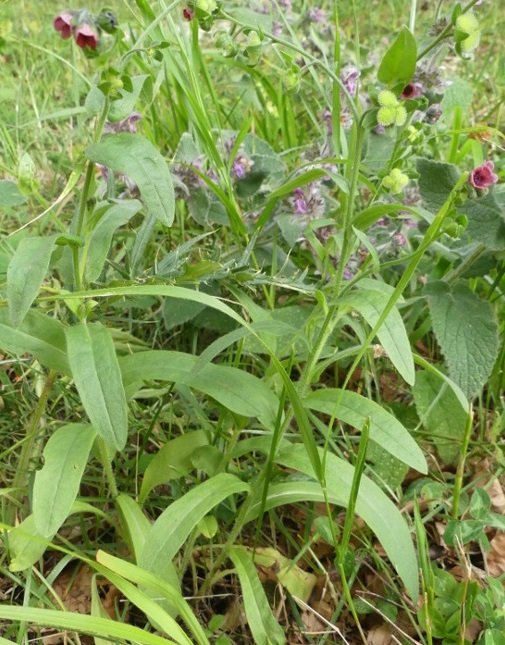 Cynoglossum montanum L. 2021-07-21 Macchie Bicco Ussita 1500m (4).JPG
