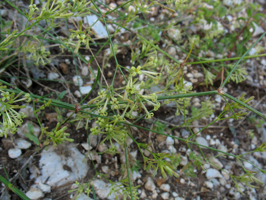 Asperula aristata L.f. subsp. longiflora (W.&amp; K.) Hayeck