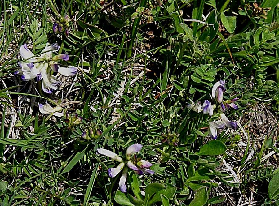 Astragalus alpinus L.