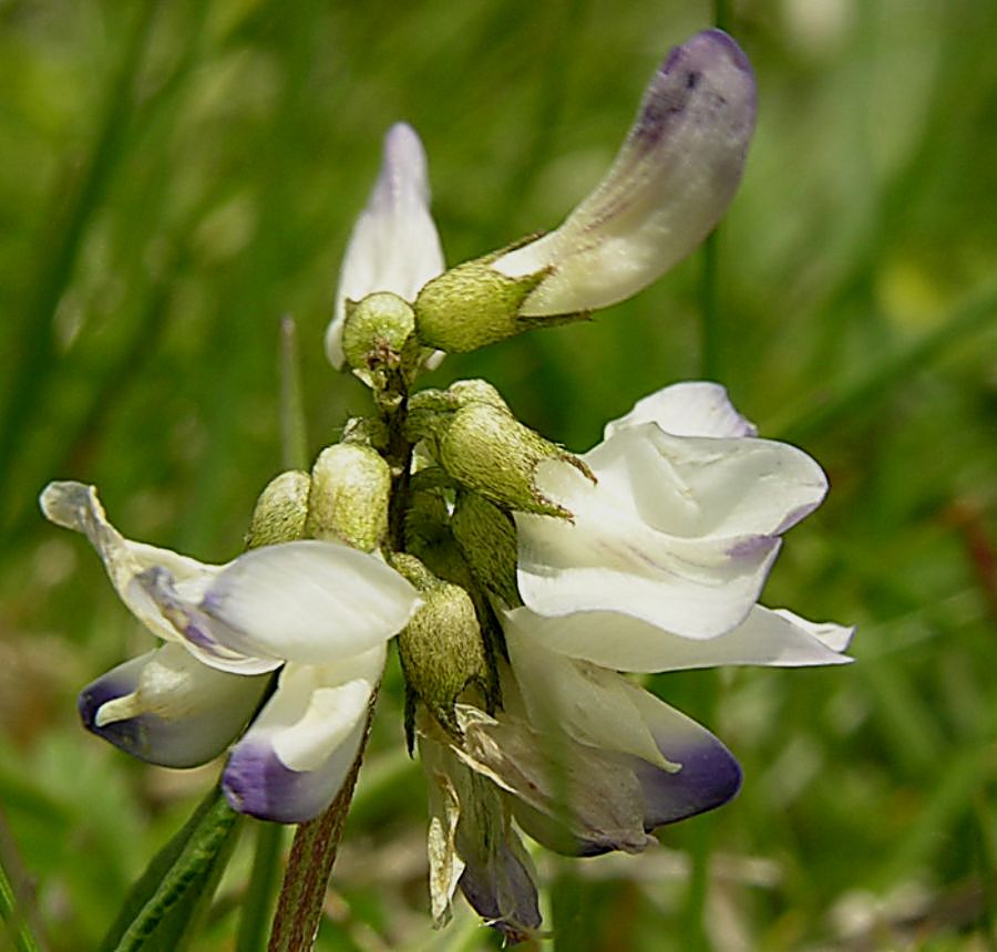 Astragalus_alpinus_3.jpg