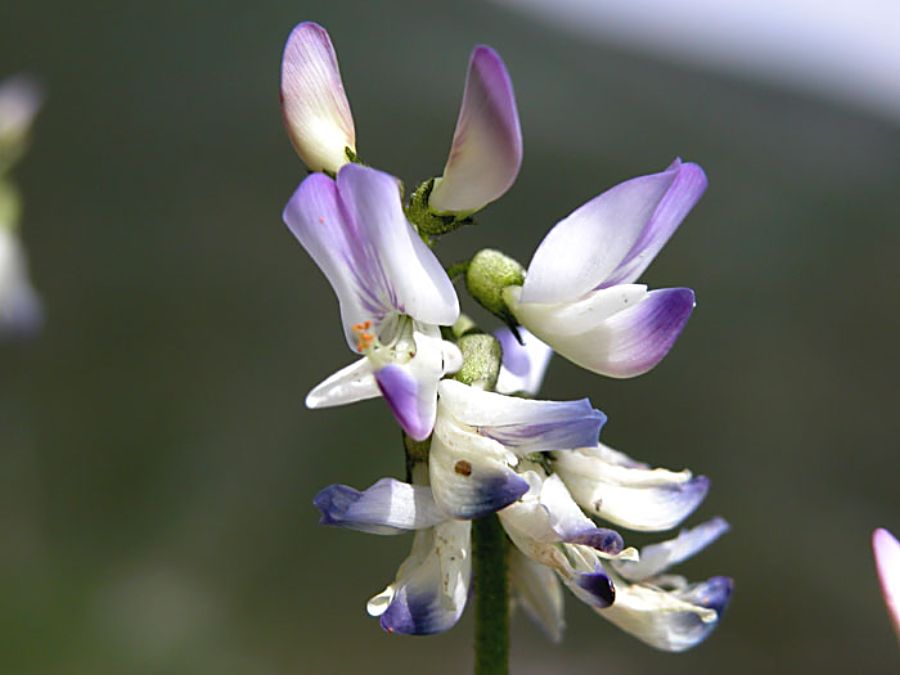 Astragalus_alpinus_6.jpg