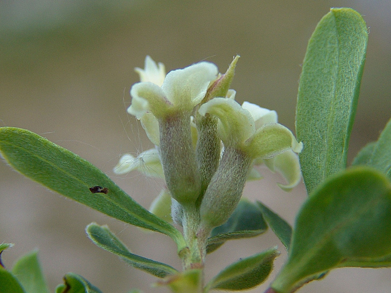 Daphne oleoides Schreb.