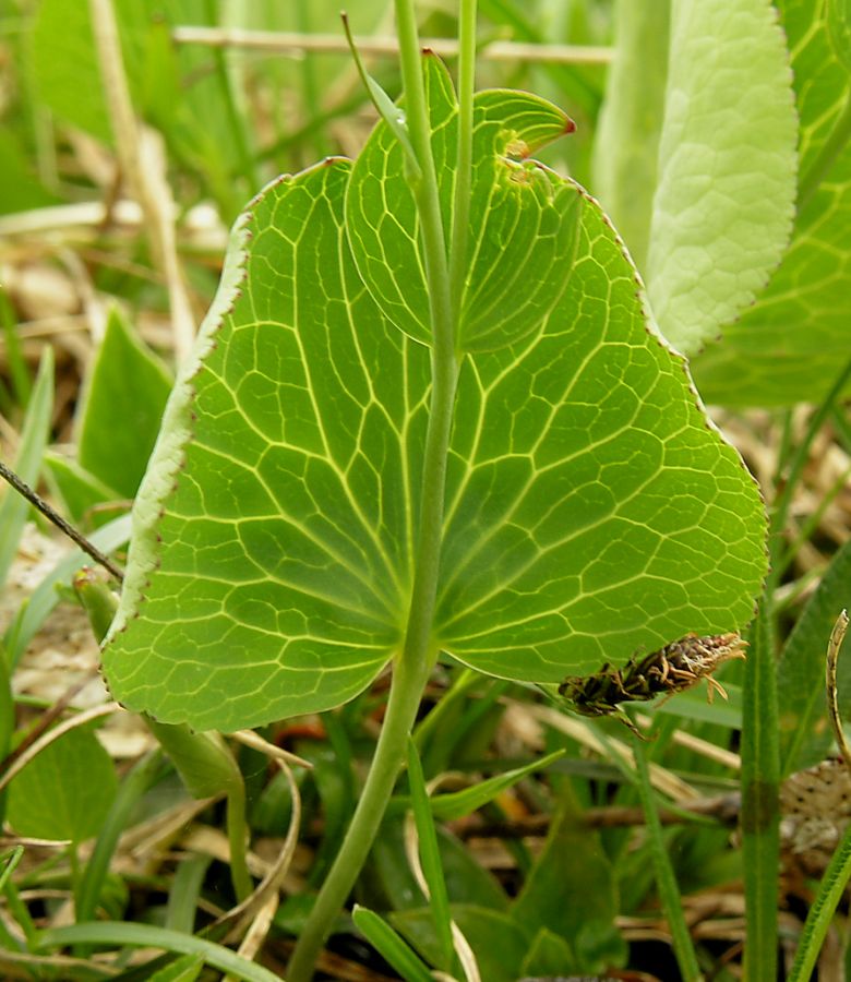 Ranunculus thora L.