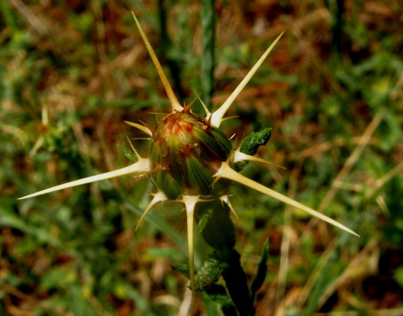 Centaurea solstitialis L.