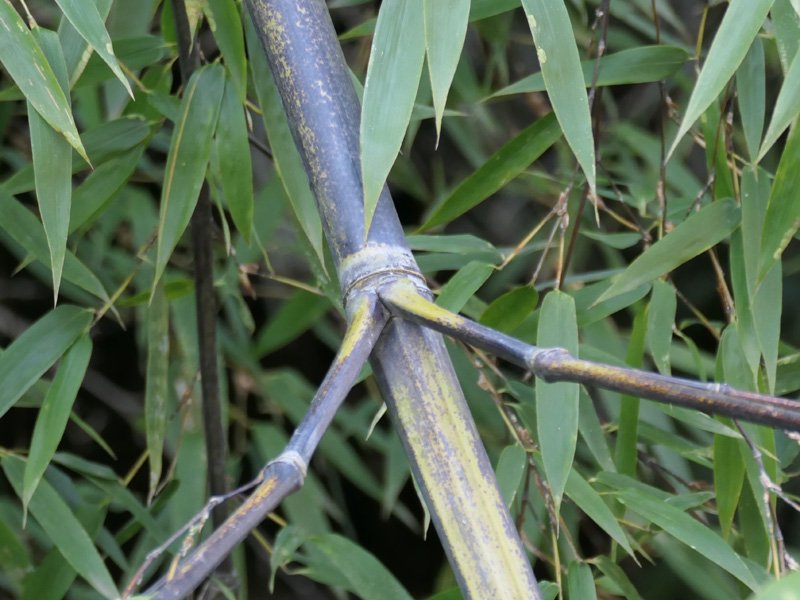 Poaceae_Phyllostachys_rami (1).jpg