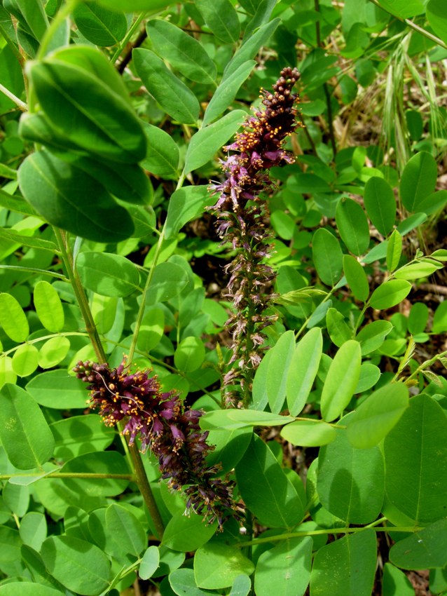 Amorpha fruticosa L. Indaco bastardo (3).jpg