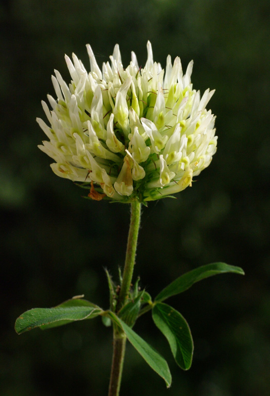 Trifolium ochroleucum Huds.
