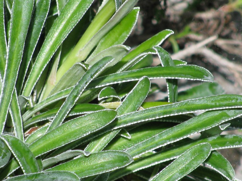 Saxifraga callosa Sm. subsp.callosa - foglie {F 604}