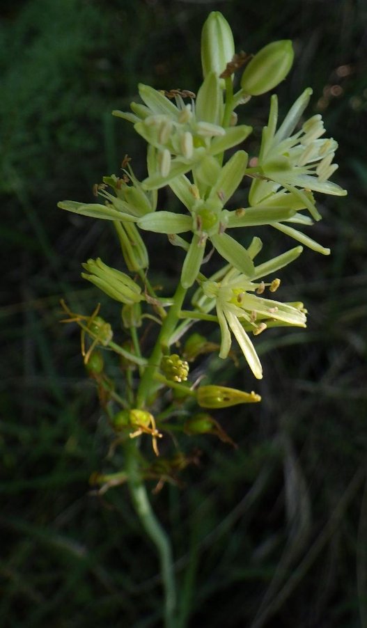 Loncomelos pyrenaicum (L.) L.D. Hrouda1 .JPG