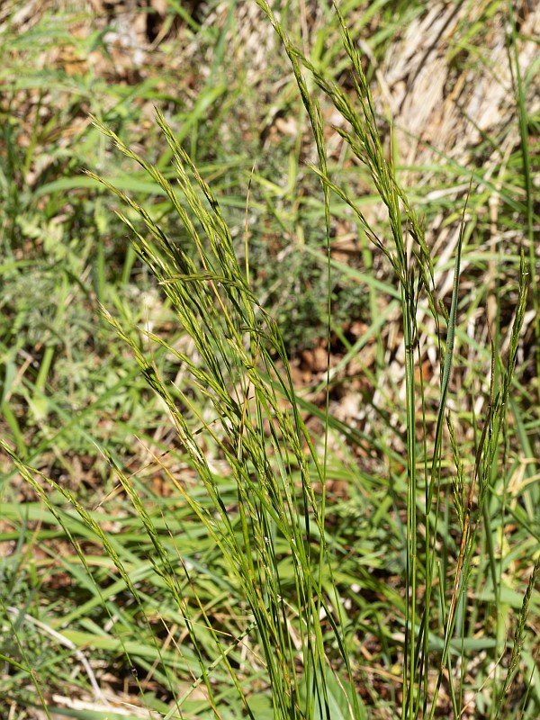 Festuca heterophylla46 giu 2022 muratone.jpg