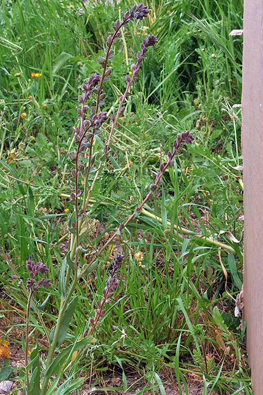 Anchusa undulata L. subsp. hybrida 1.jpg