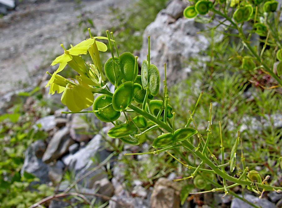 Biscutella cichoriifolia Loisel.