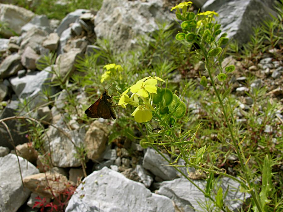 Biscutella cichoriifolia Loisel.