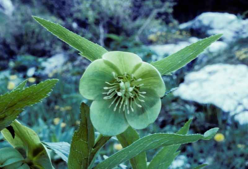 H. viridis ssp. viridis