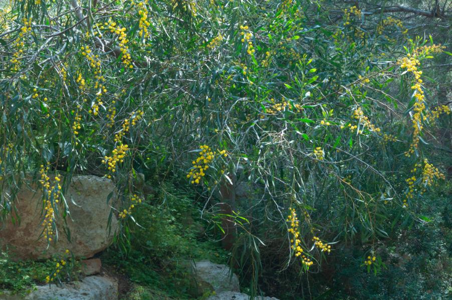 Acacia saligna1497 lampedusa apr 2017.jpg