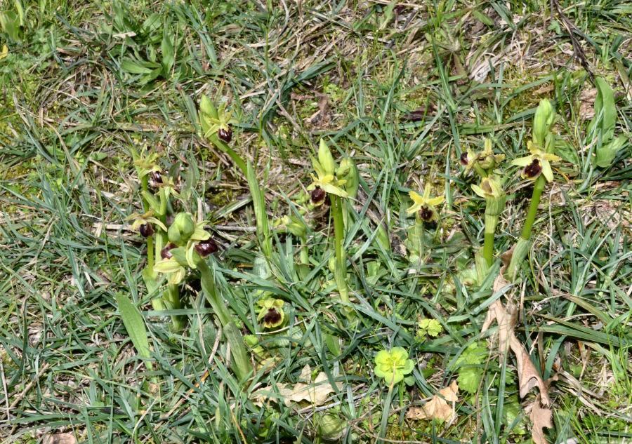 Ophrys 20230312-215.jpg
