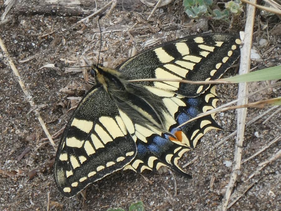 Papilio machaon (Linnaeus, 1758) (c).JPG