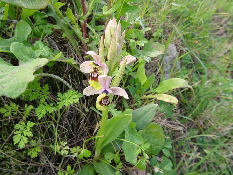 Ophrys-tenthredinifera-Willd..jpg