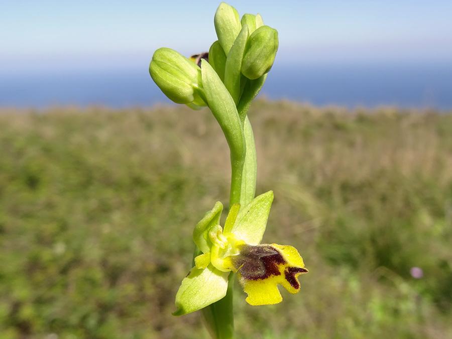 Ophrys-sicula-Tineo.jpg