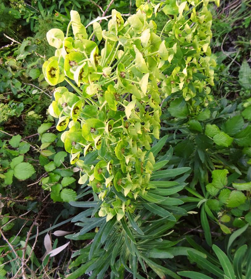 Euphorbia-characias-L..jpg