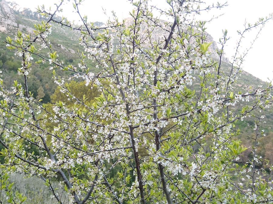 Prunus-spinosa-L..jpg