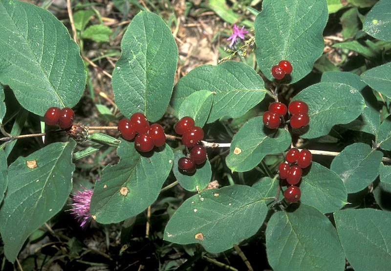Lonicera xylosteum - frutti