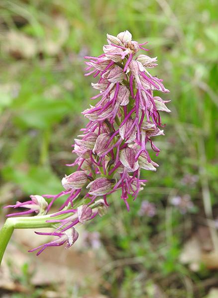 (W)-1-Ophrys x bergonii - Biforca - S. Leo (RN)- 30.4.2023  -  Gianni  Porcellini - DSCN1864.jpg