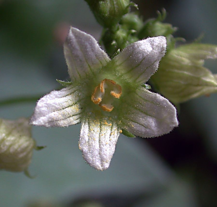 Bryonia dioica Jacq.