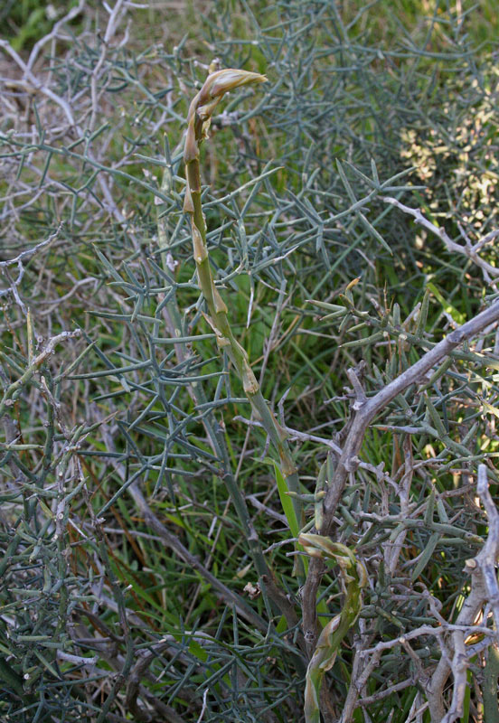 Asparagus stipularis Forssk. {F 950}