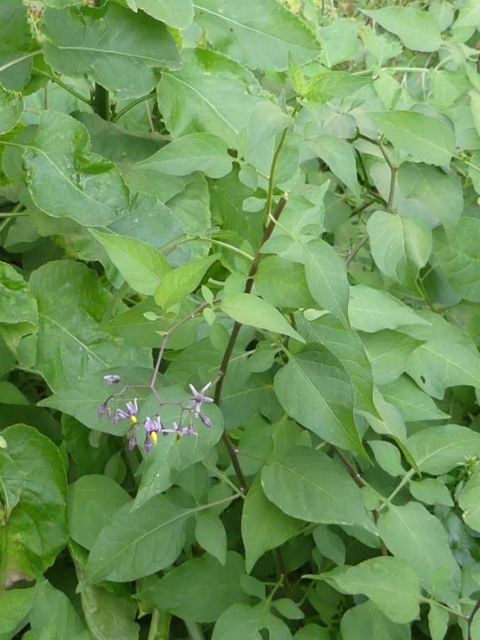 Solanum dulcamara L. 2023-06-23 Monrupino Rocca 390m (1).JPG