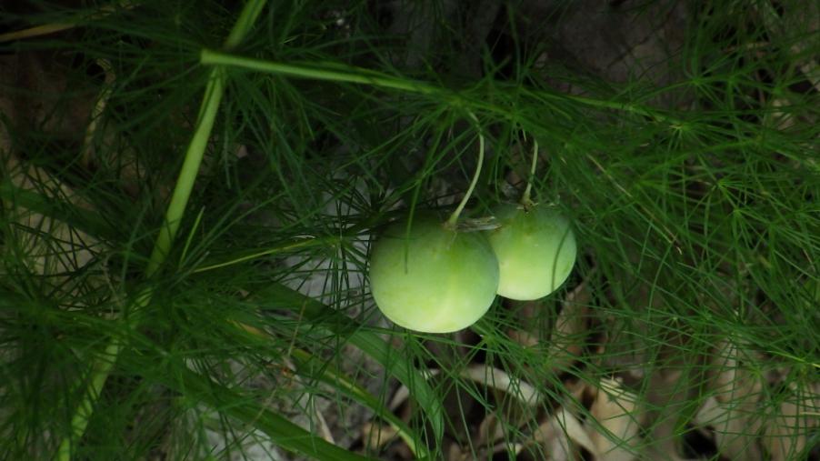 Asparagus tenuifolius Lam..JPG