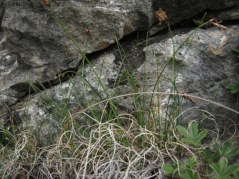 4-Carex_mucronata_110714_2-F.G..jpg