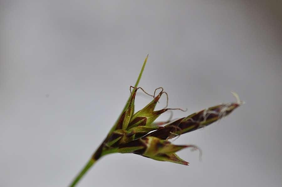 6-Carex mucronata DSC4851.jpg