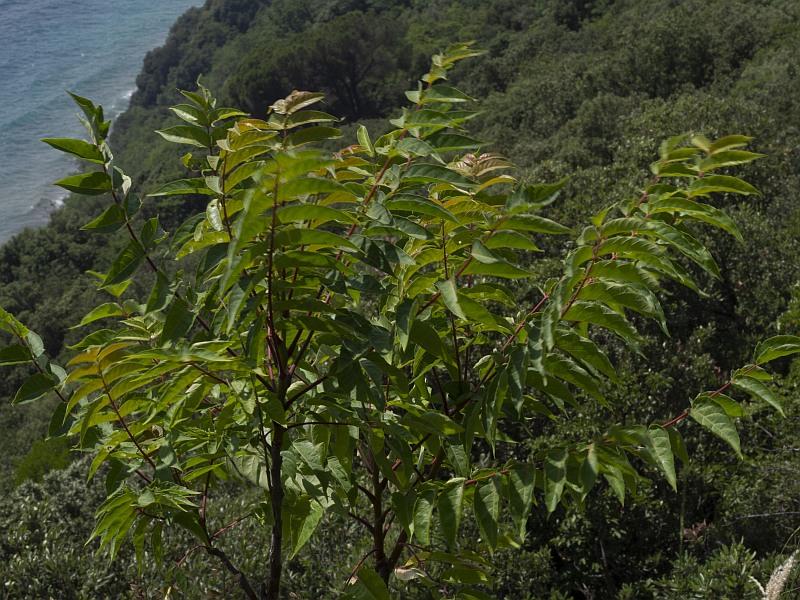 Ailanthus altissima126 2023-06-carso.jpg