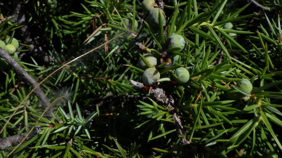 Juniperus communis L. .JPG