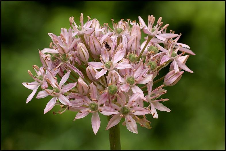 Allium-nigrum-20110516-002-ap.jpg
