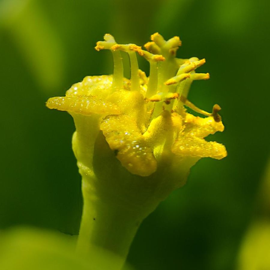Euphorbia hyberna L. subsp. insularis (Boiss.) Briq.