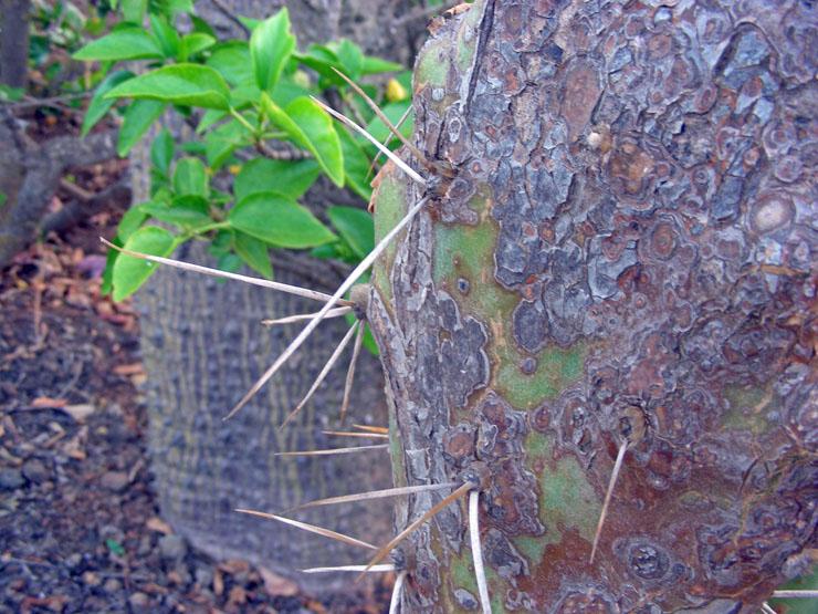 Opuntia quimilo (5).JPG