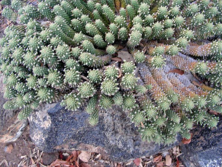 Euphorbia caput-medusae (1).JPG